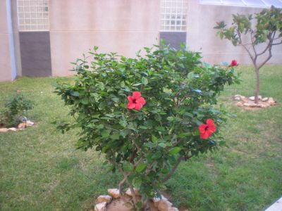 Wohnung in Torrevieja, Spanien, 50 m² - Foto 6