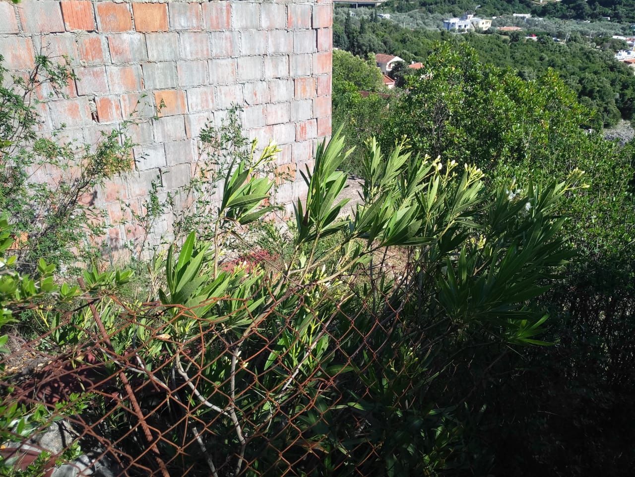 Land in Utjeha, Montenegro, 210 m² - picture 3