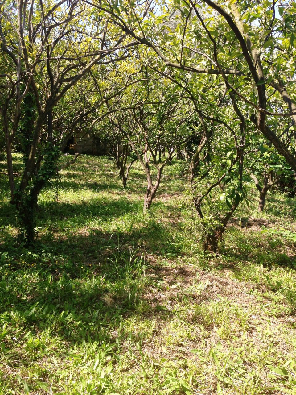 Land in Bar, Montenegro, 3 350 m² - picture 5