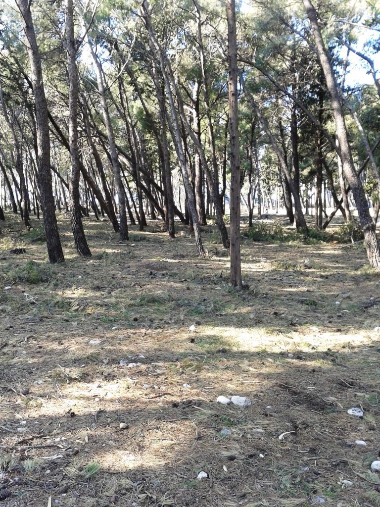 Commercial property in Bar, Montenegro - picture 5