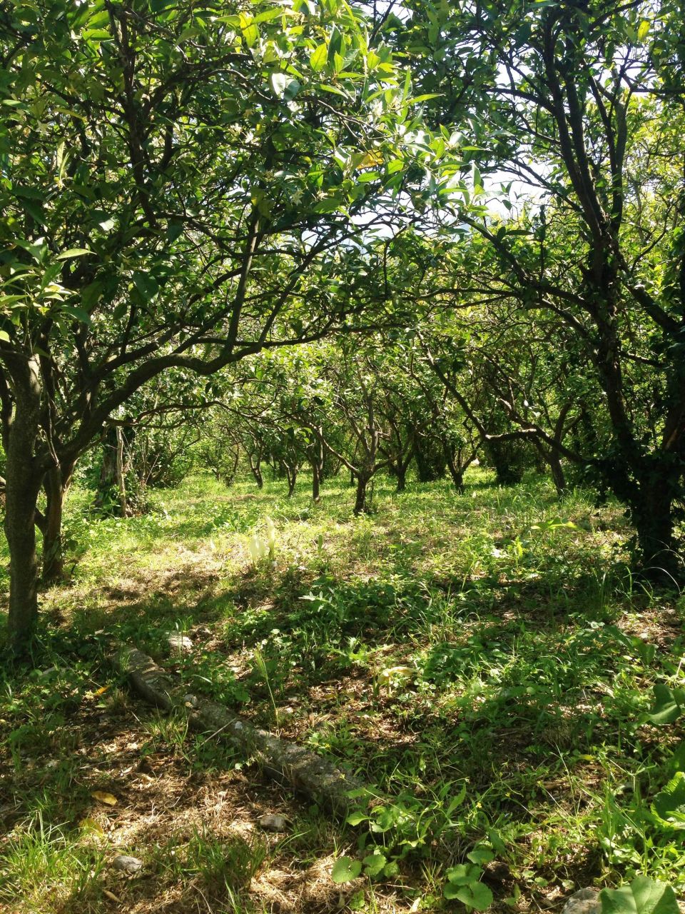 Land in Bar, Montenegro, 3 350 m² - picture 7