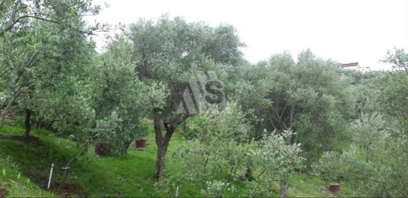 Terreno a Bar, Montenegro, 2 908 m2 - foto 8