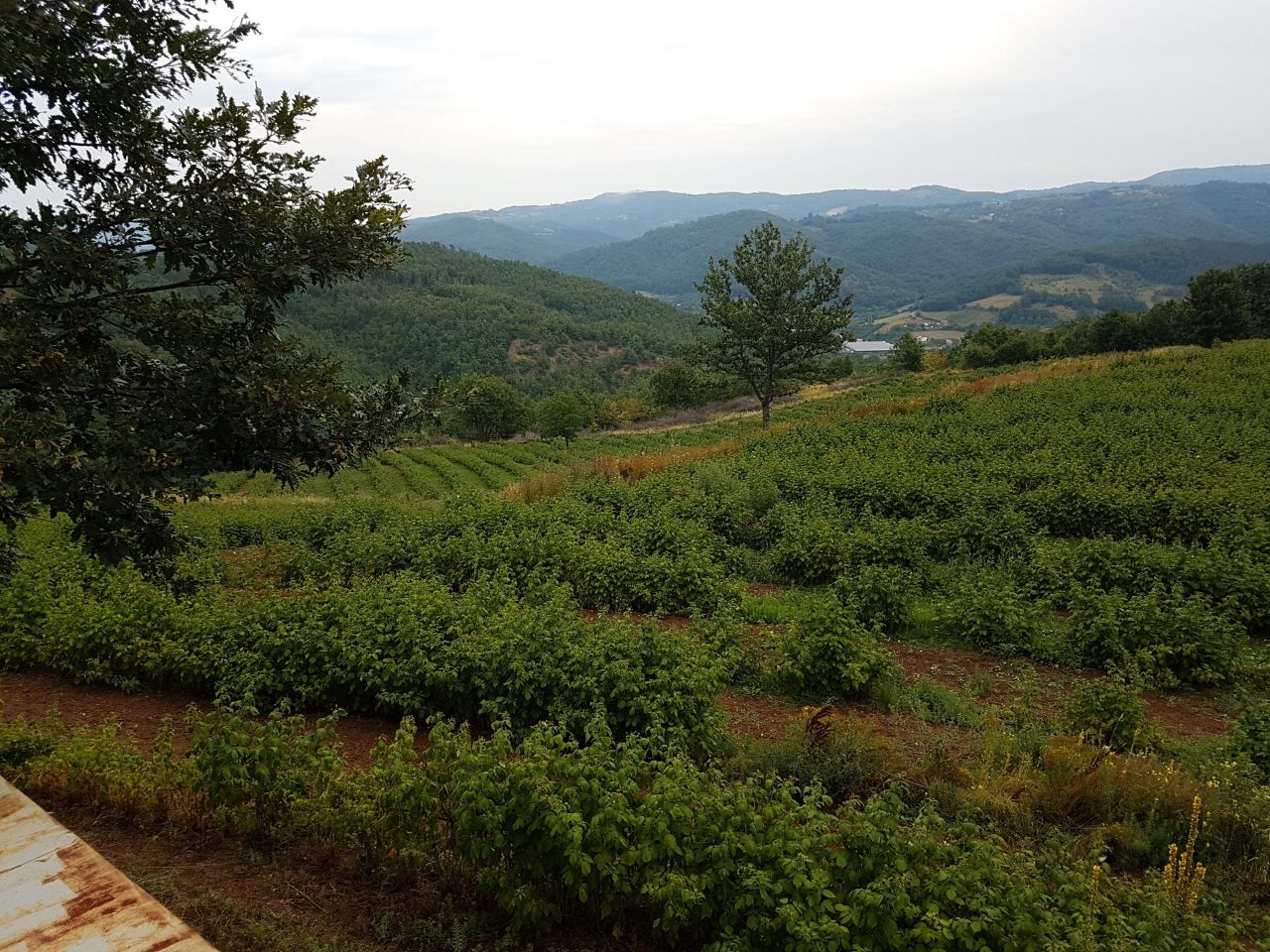 Terreno en Niš, Serbia, 10 ha - imagen 3