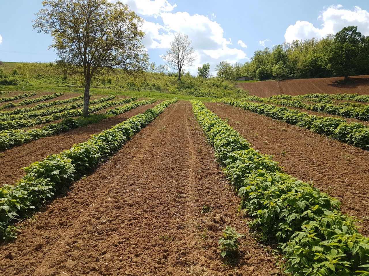 Terreno en Niš, Serbia, 10 ha - imagen 6