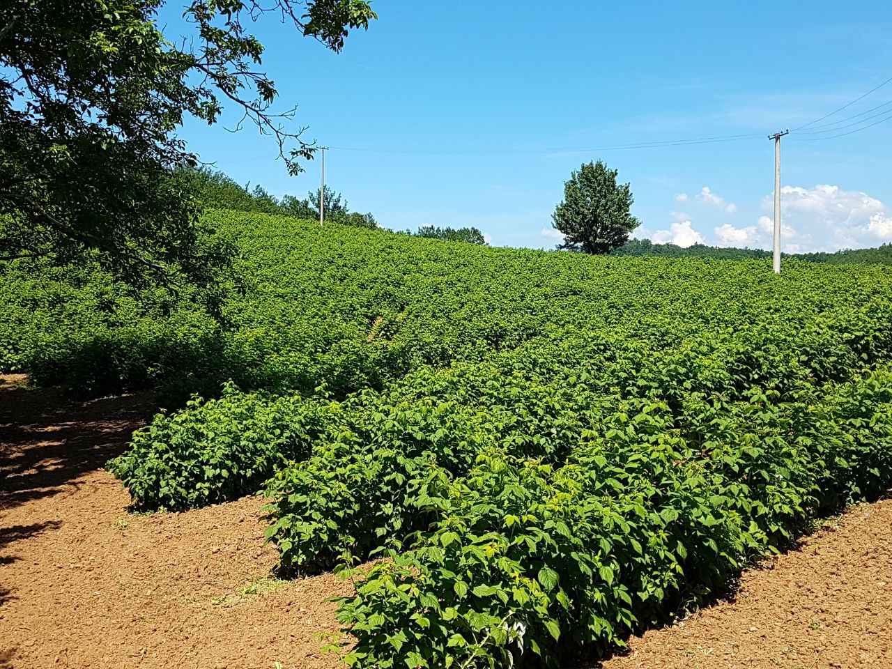 Haus in Niš, Serbien, 70 m² - Foto 3