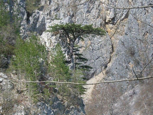 Grundstück in Mojkovac, Montenegro, 53 999 m² - Foto 15