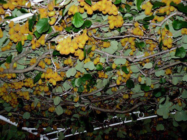 Maison à Kamenari, Monténégro, 135 m² - image 12