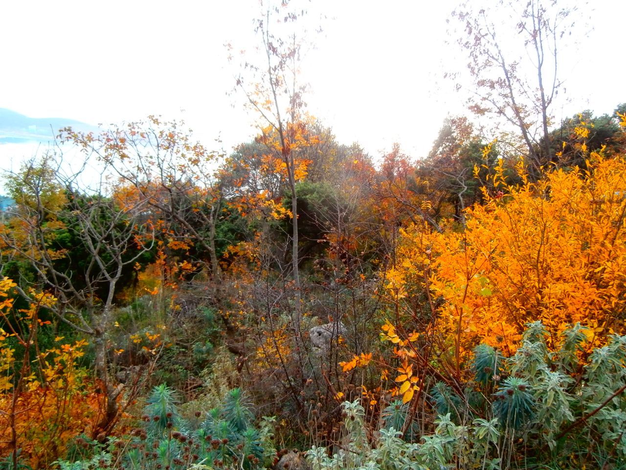 Land in Bar, Montenegro, 21 000 m² - picture 2