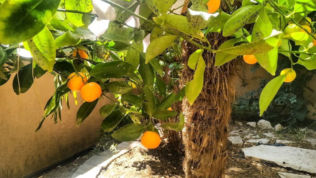 Gewerbeimmobilien Zelenyj Poyas, Montenegro, 200 m² - Foto 6