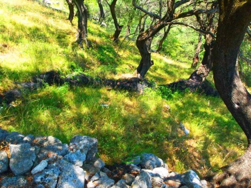 Terrain sur Corfou, Grèce - image 4