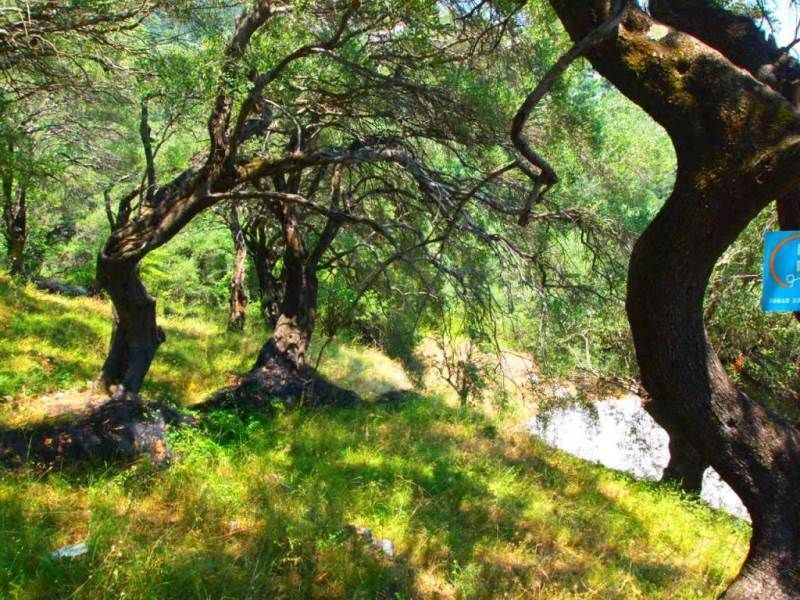 Terrain sur Corfou, Grèce - image 8