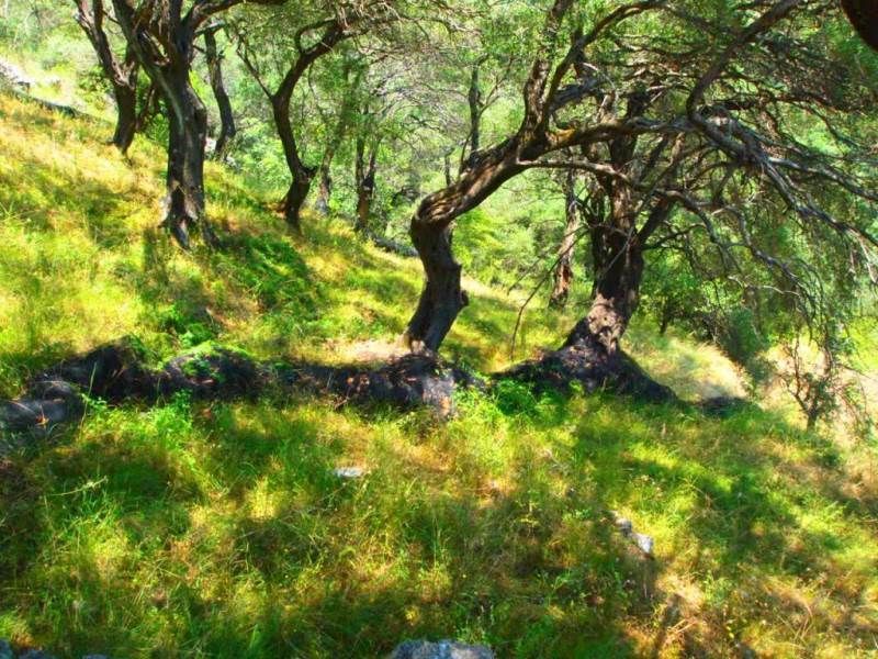 Terrain sur Corfou, Grèce - image 10