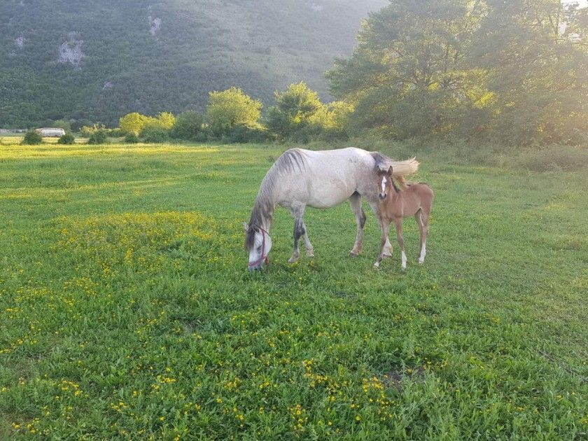 Terreno en Danilovgrad, Montenegro, 18 000 m² - imagen 2