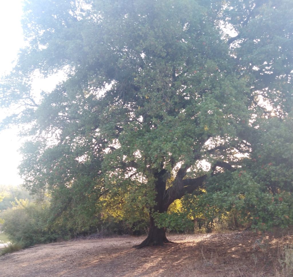 Grundstück in Insel Korfu, Griechenland - Foto 5