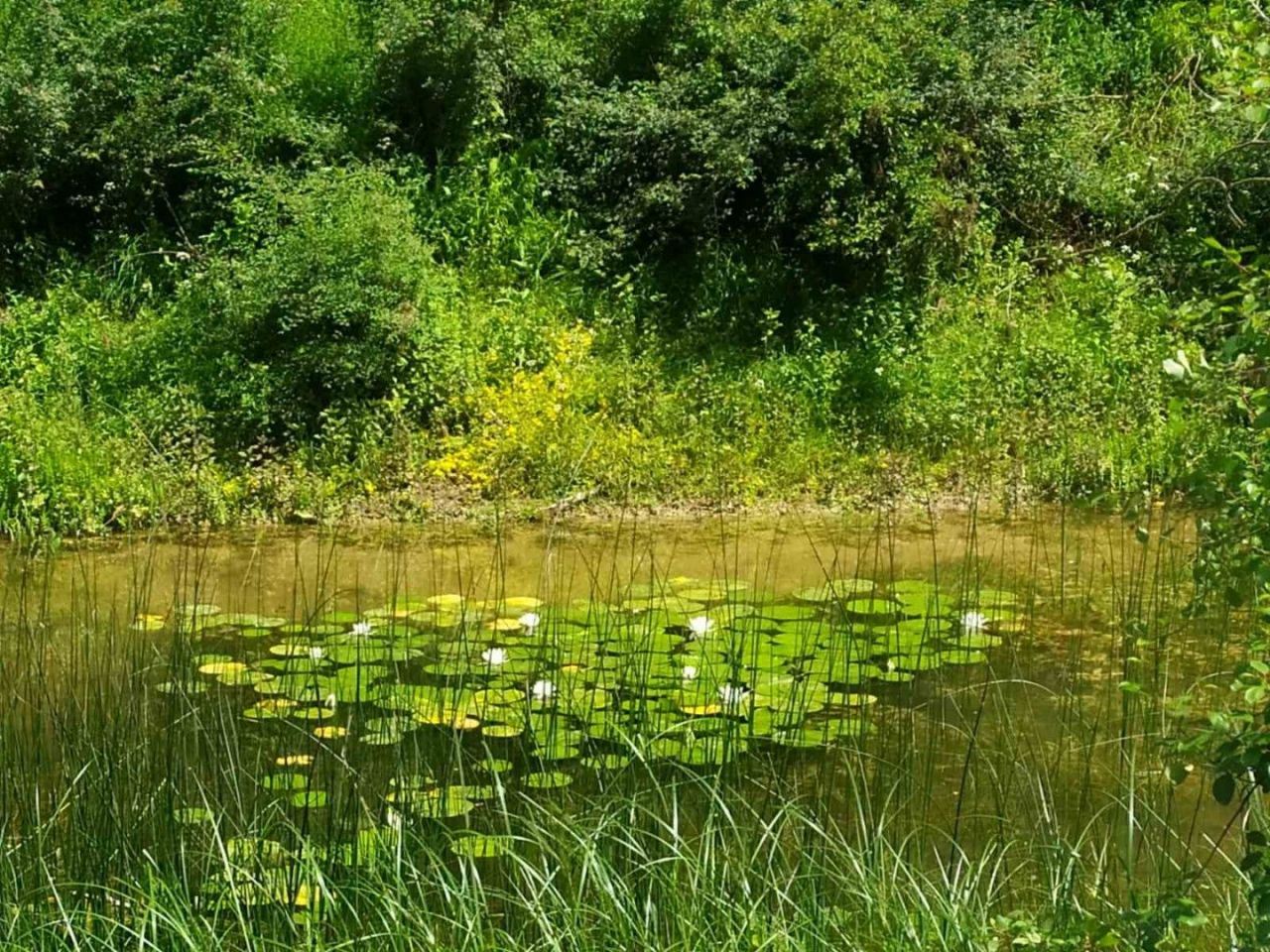 Terreno a Danilovgrad, Montenegro, 15 500 m2 - foto 3