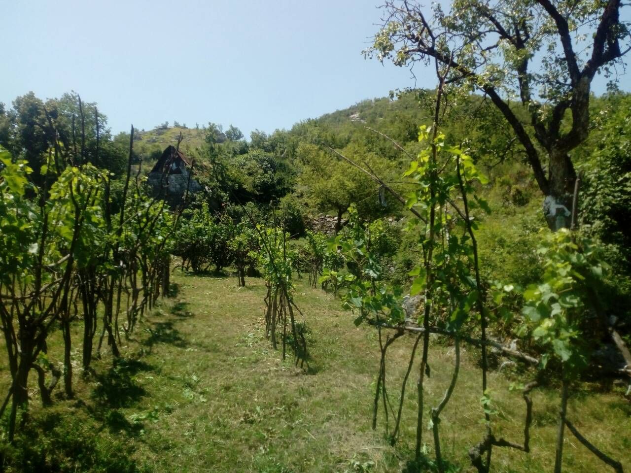 Terreno en Cetinje, Montenegro, 238 441 m² - imagen 1