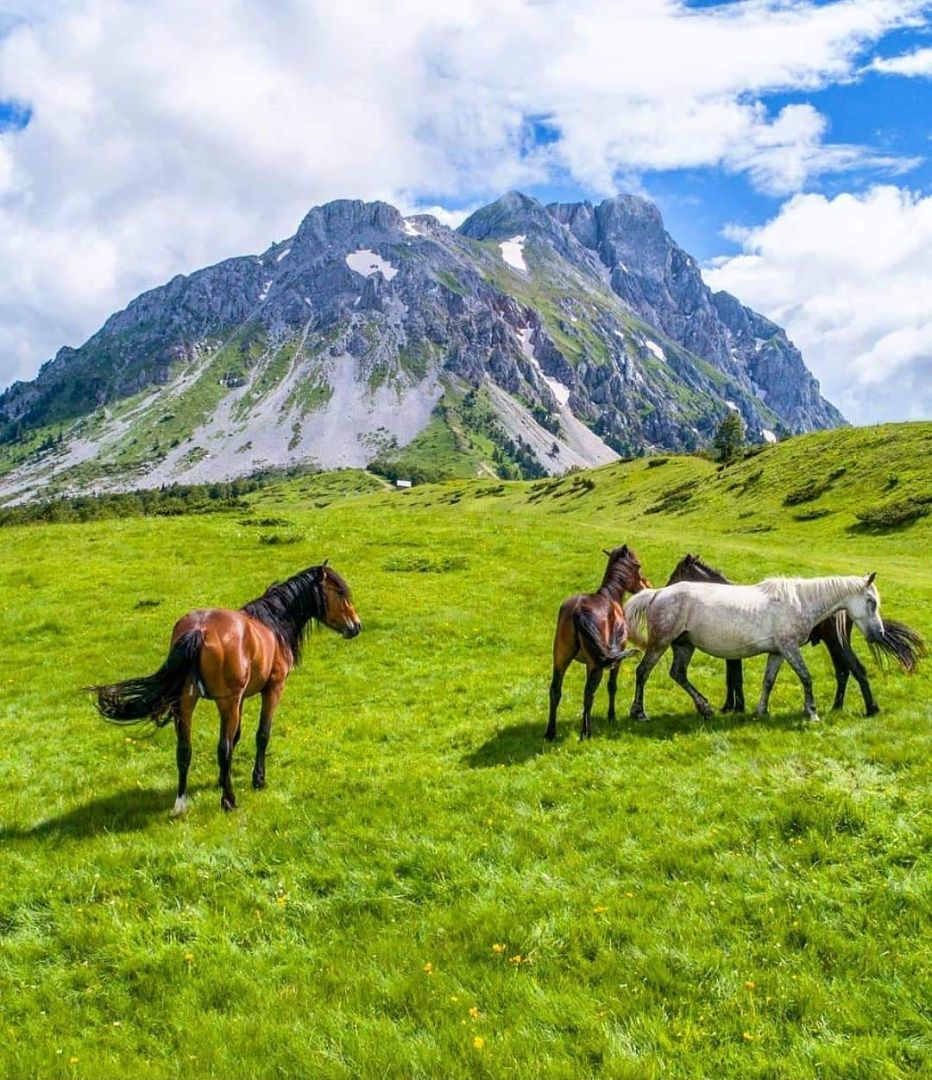 Terrain à Zabljak, Monténégro, 1 000 m² - image 5