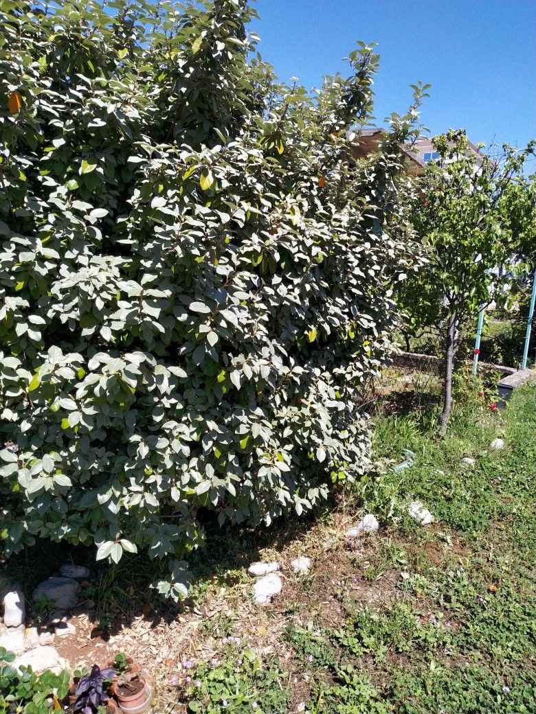 Terreno en Dobra Voda, Montenegro, 491 m² - imagen 5