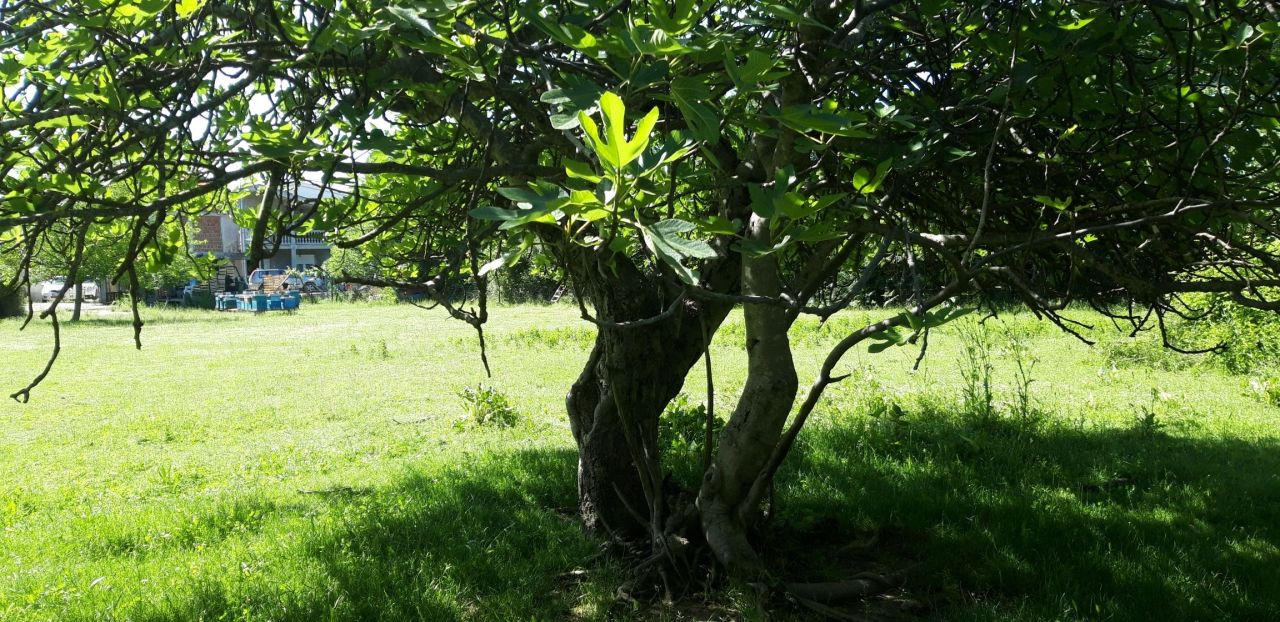 Terrain au Bar, Monténégro, 75 ares - image 6