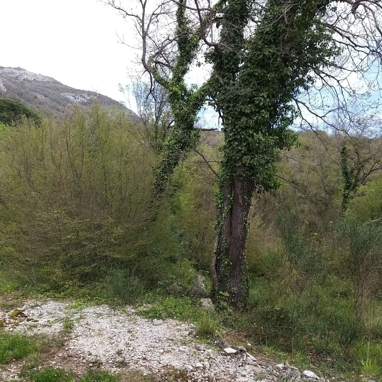 Land in Bar, Montenegro, 400 m² - picture 6