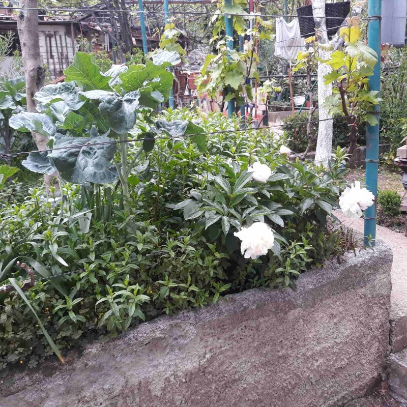 House in Bar, Montenegro, 121 m² - picture 5