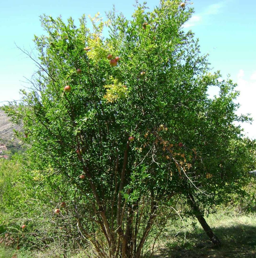 Land in Bar, Montenegro, 2 620 m² - picture 5