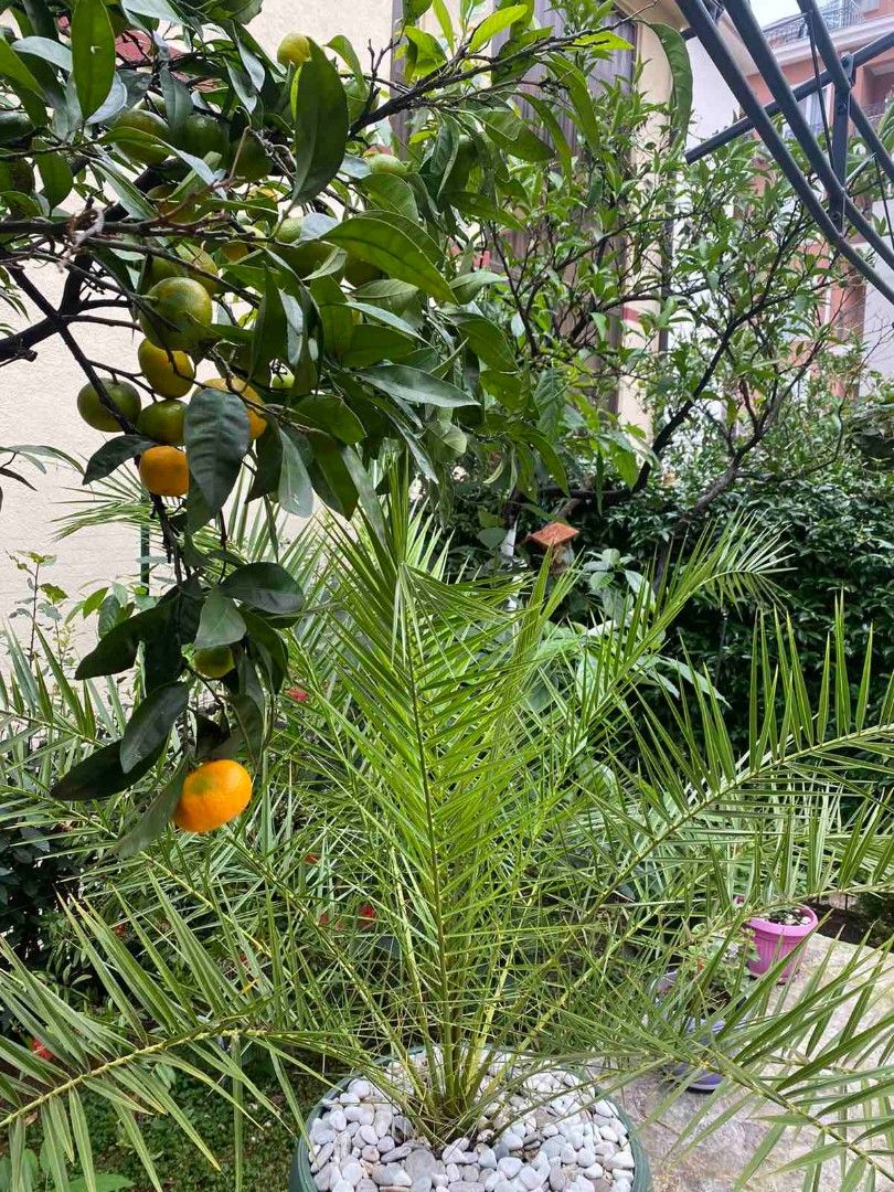 Maison à Budva, Monténégro, 79 m² - image 3