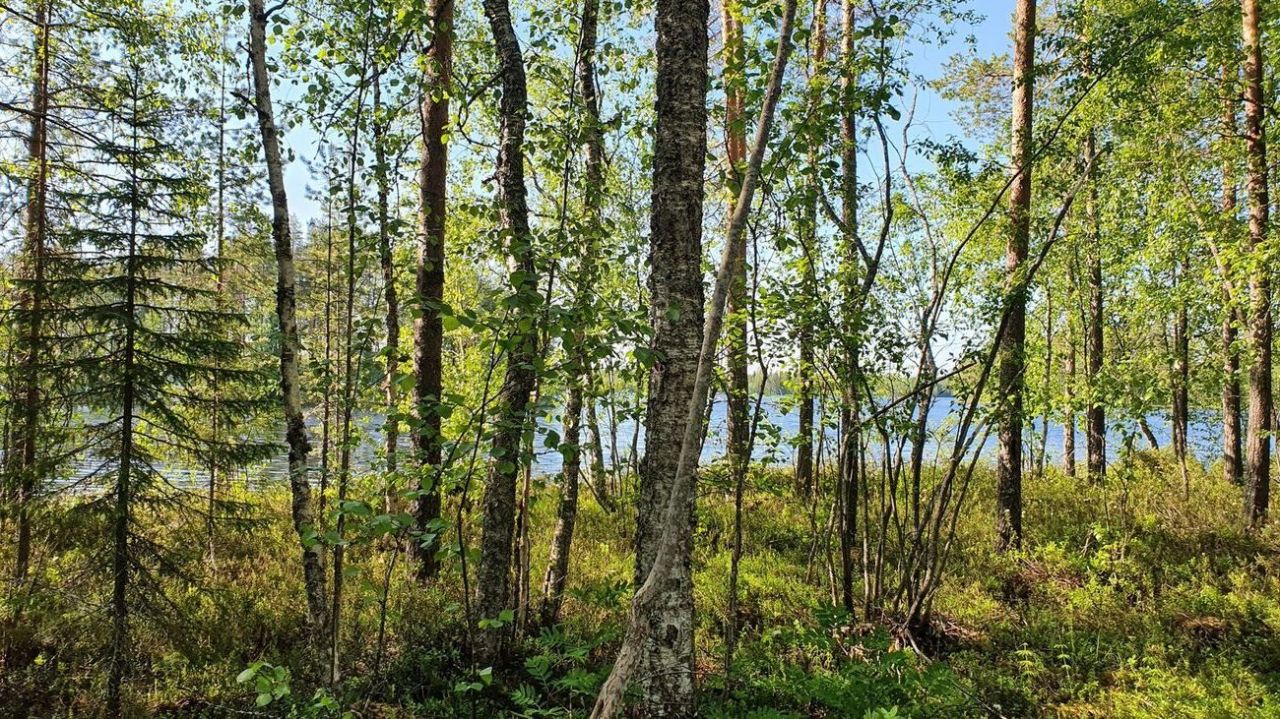 Terreno en Kuhmo, Finlandia, 1 ha - imagen 8