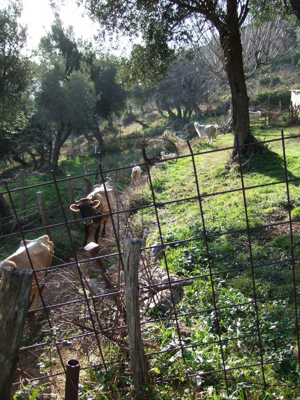 Terreno en Denovici, Montenegro, 1 200 m² - imagen 17