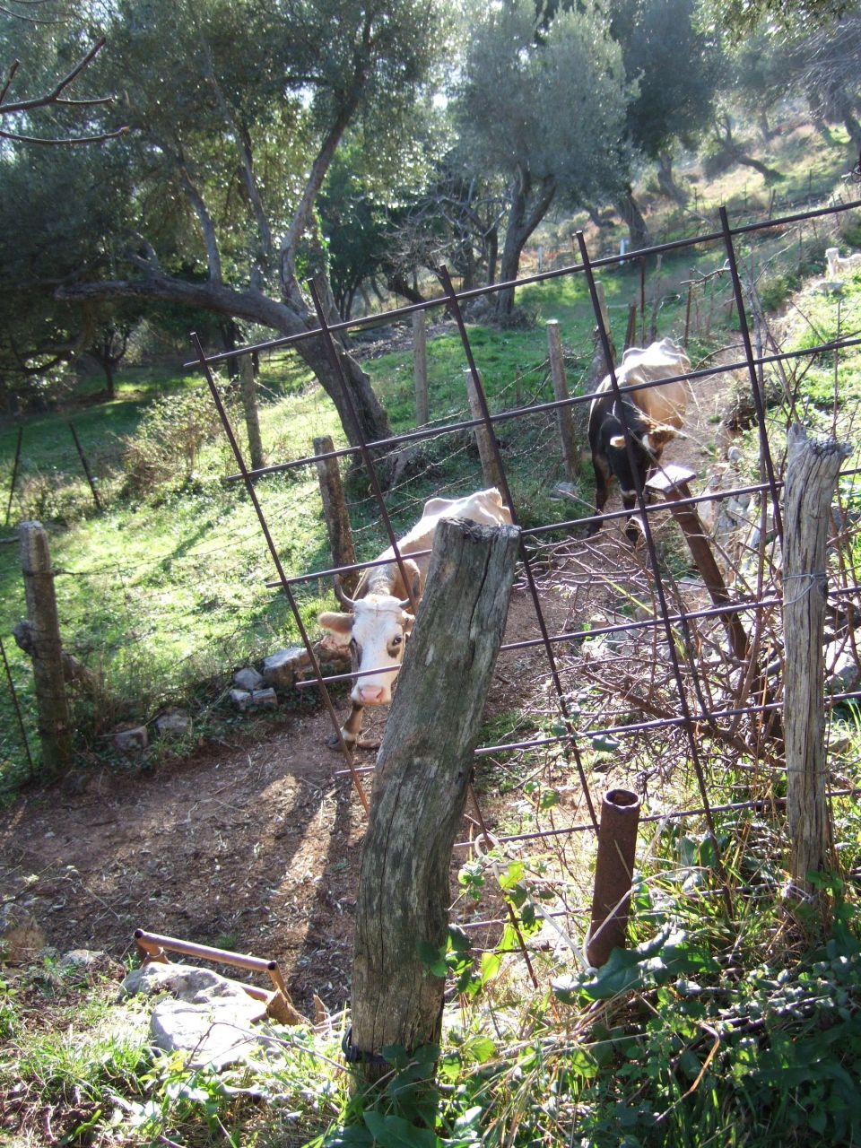 Terreno en Denovici, Montenegro, 1 200 m² - imagen 16