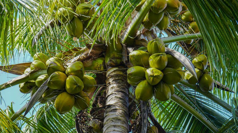 House in Sosua, Dominican Republic, 220 m² - picture 13