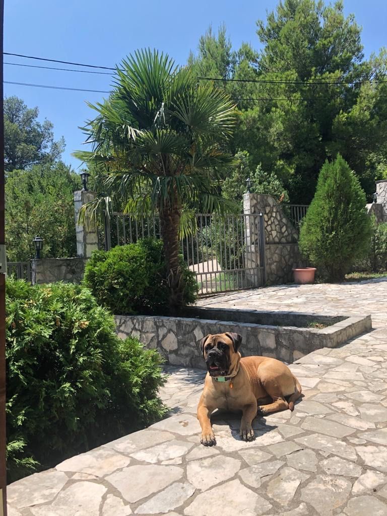 Biens commerciaux à Sutomore, Monténégro, 240 m² - image 2