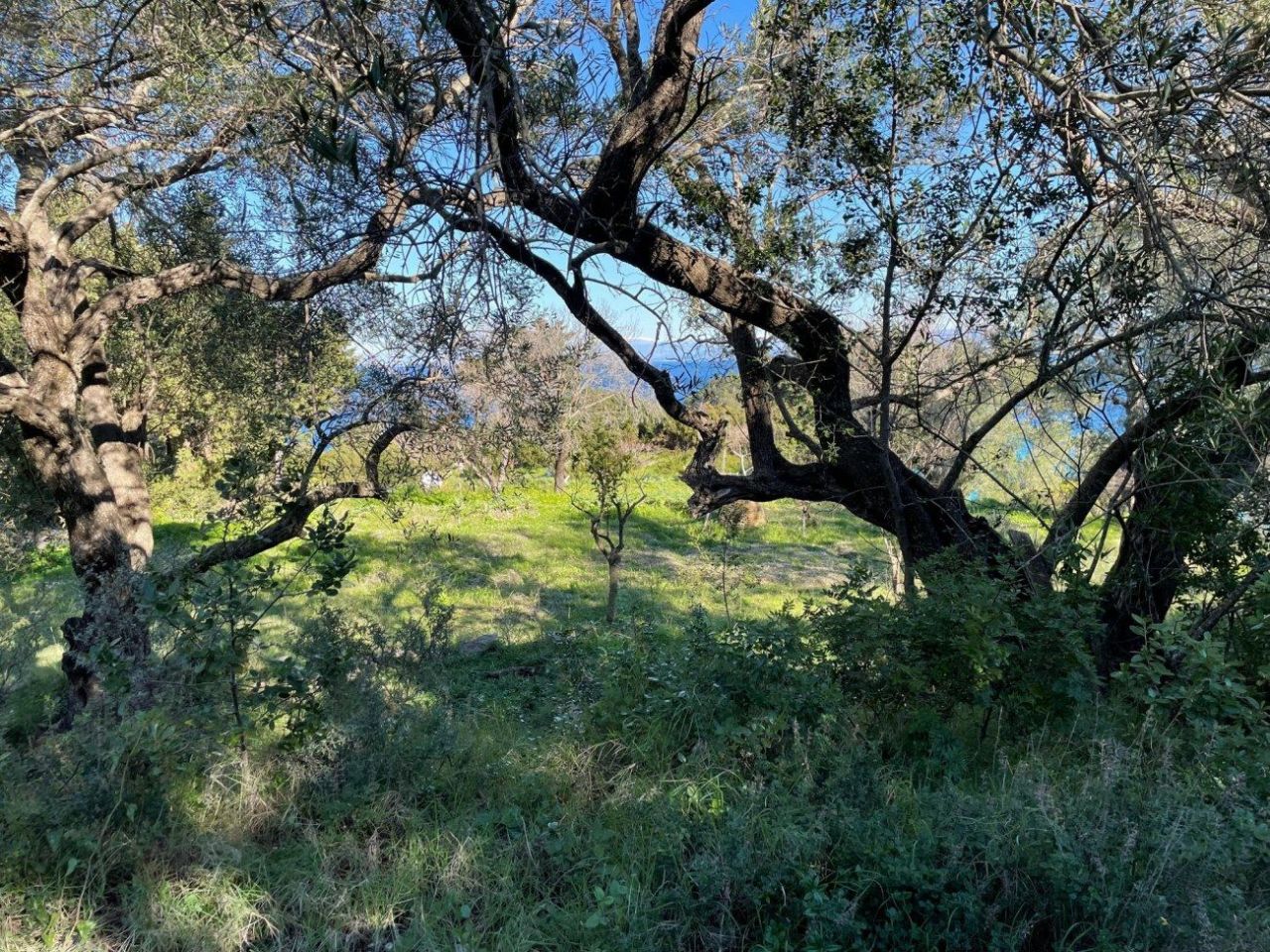 Land on Corfu, Greece, 4 025 m² - picture 4