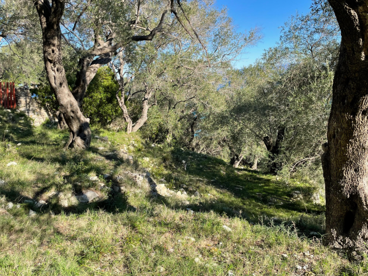 Land on Corfu, Greece, 4 025 m² - picture 5