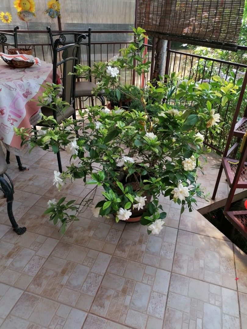 Casa a Dobra Voda, Montenegro, 128 m² - foto 16