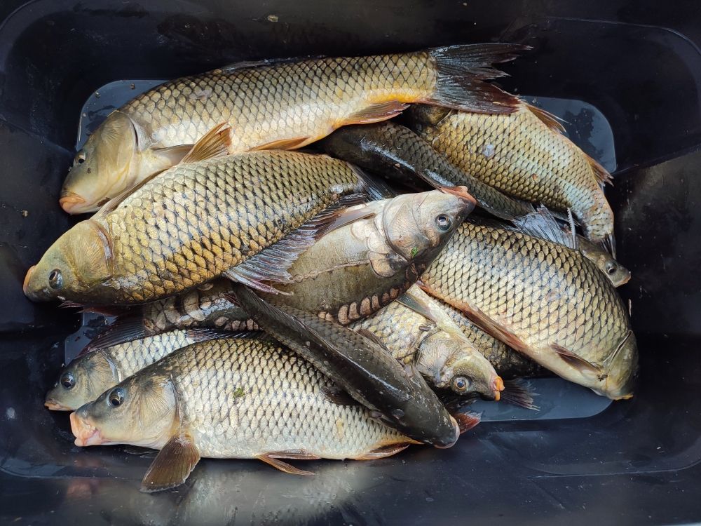 Land in Niksic, Montenegro, 1 330 m² - picture 15