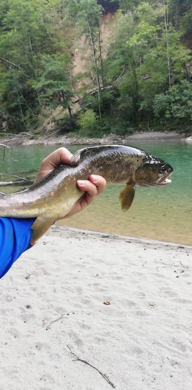 Terrain à Kolasin, Monténégro, 10 000 m² - image 13