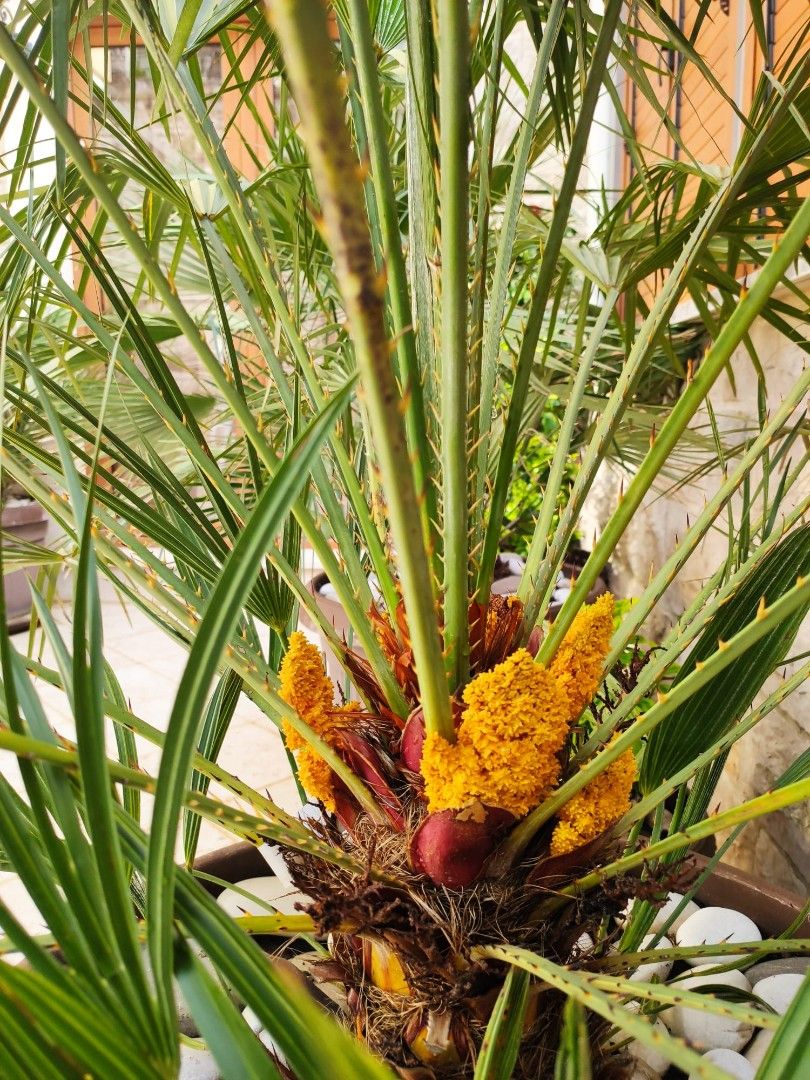 Piso en Petrovac, Montenegro, 121 m² - imagen 16