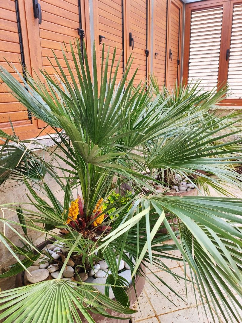 Piso en Petrovac, Montenegro, 121 m² - imagen 19