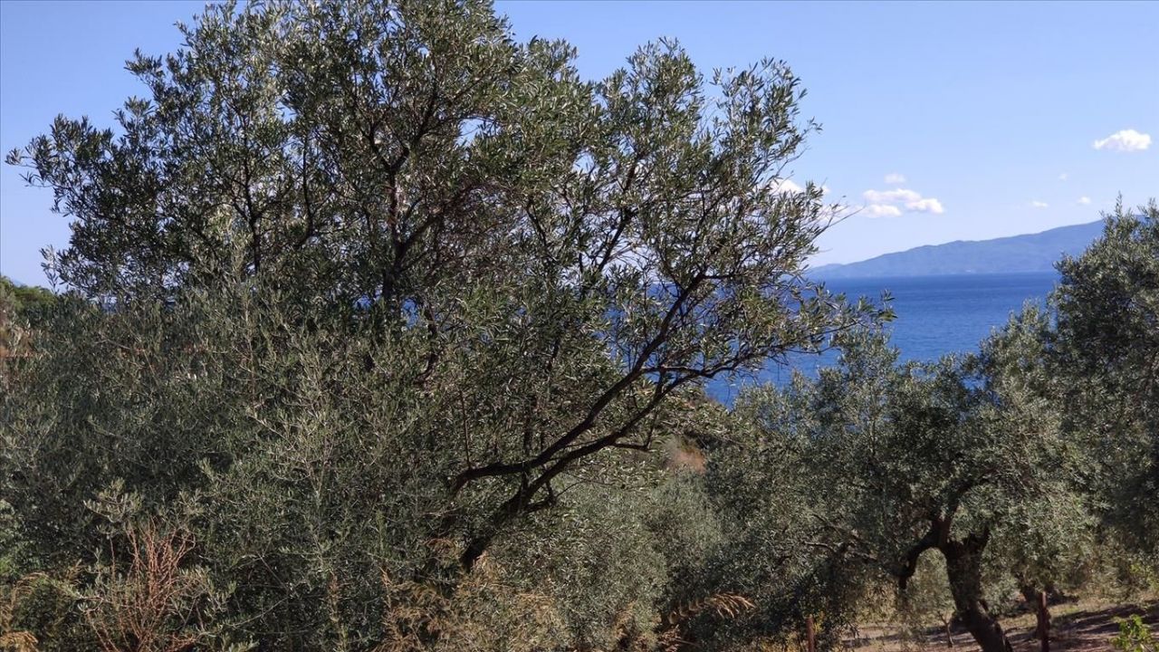 Land in Chalkidiki, Greece, 12 750 m² - picture 1