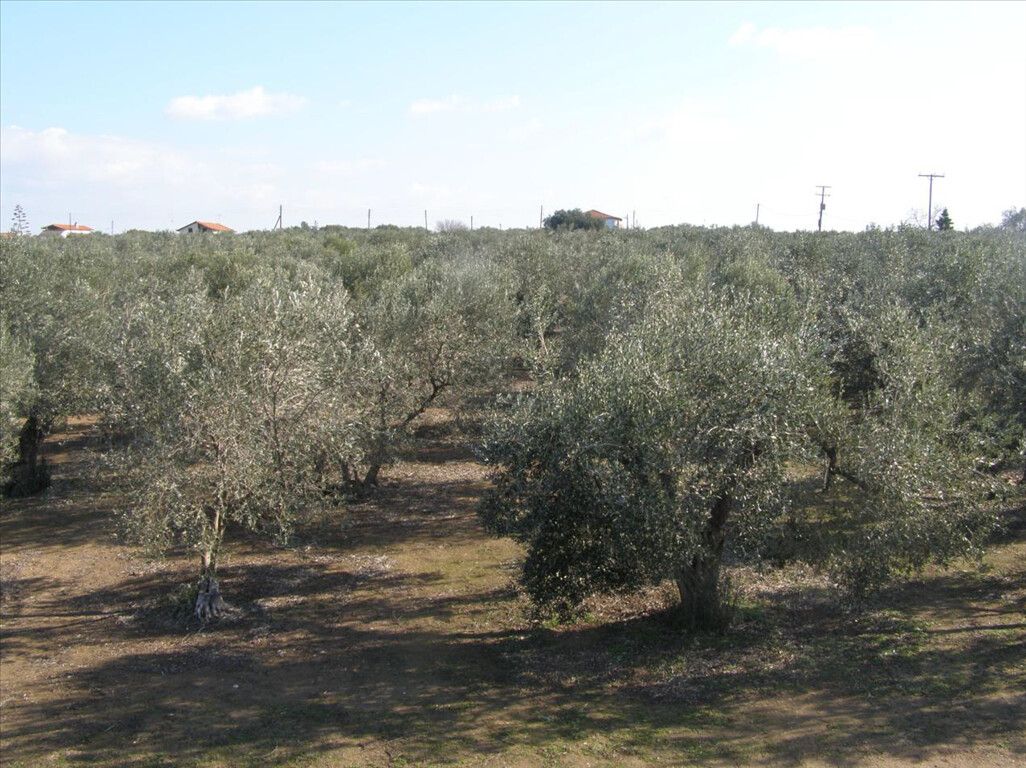 Grundstück in Sani, Griechenland, 21 350 m² - Foto 1