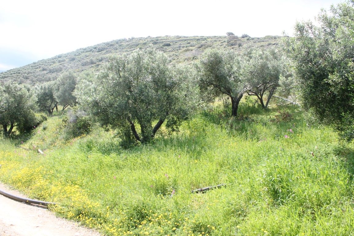 Land in Lasithi, Greece, 6 890 m² - picture 1
