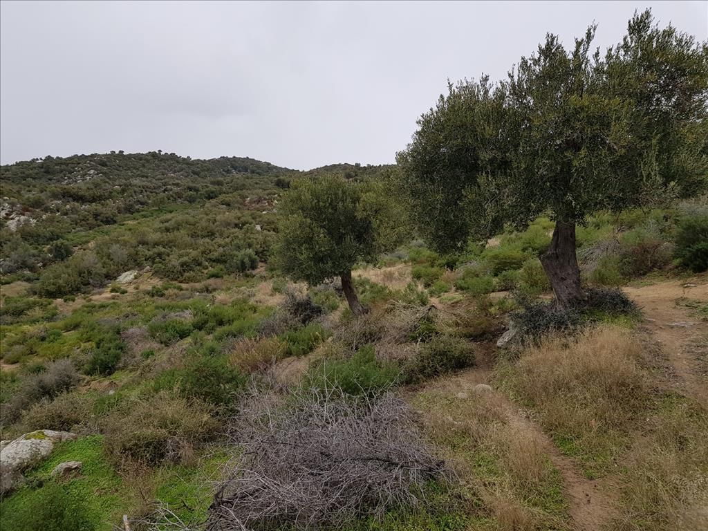 Land in Sithonia, Greece, 12 500 m² - picture 1
