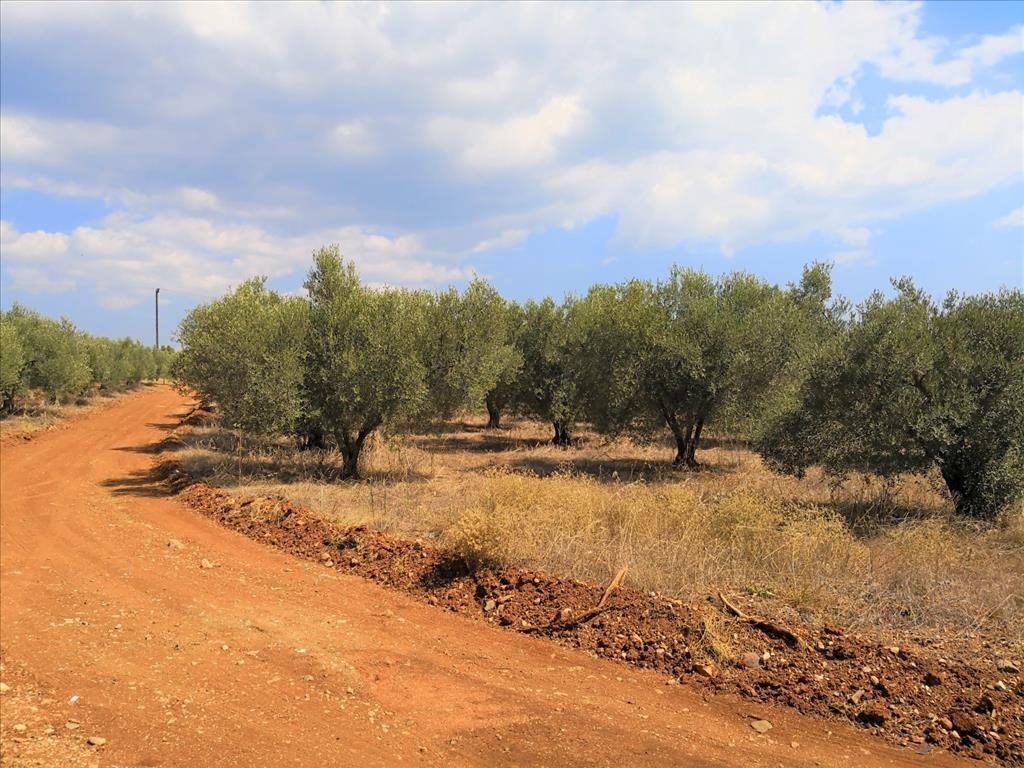 Terreno en Sitonia, Grecia, 15 120 m² - imagen 1