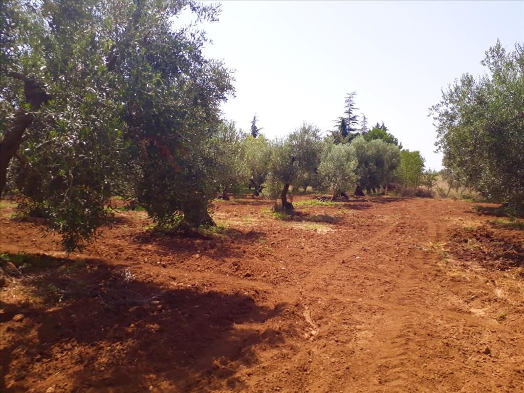 Land in Chalkidiki, Greece, 6 400 m² - picture 1