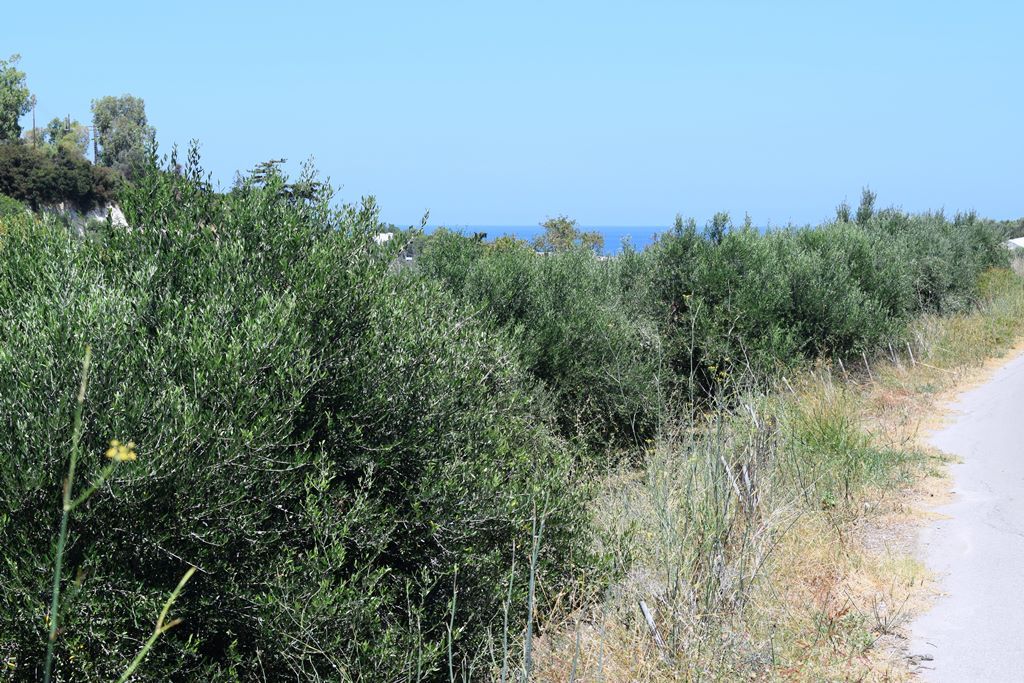 Grundstück in Rethymno, Griechenland, 5 500 m² - Foto 1