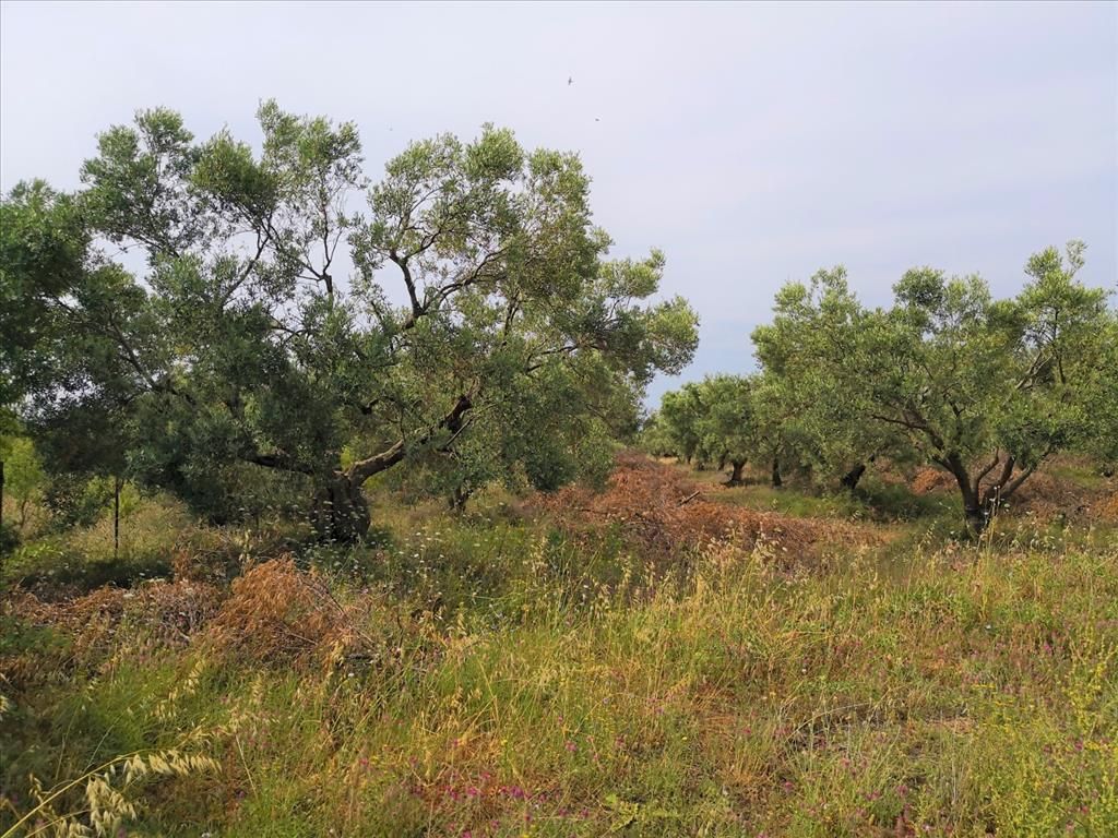 Grundstück in Sithonia, Griechenland, 5 330 m² - Foto 1