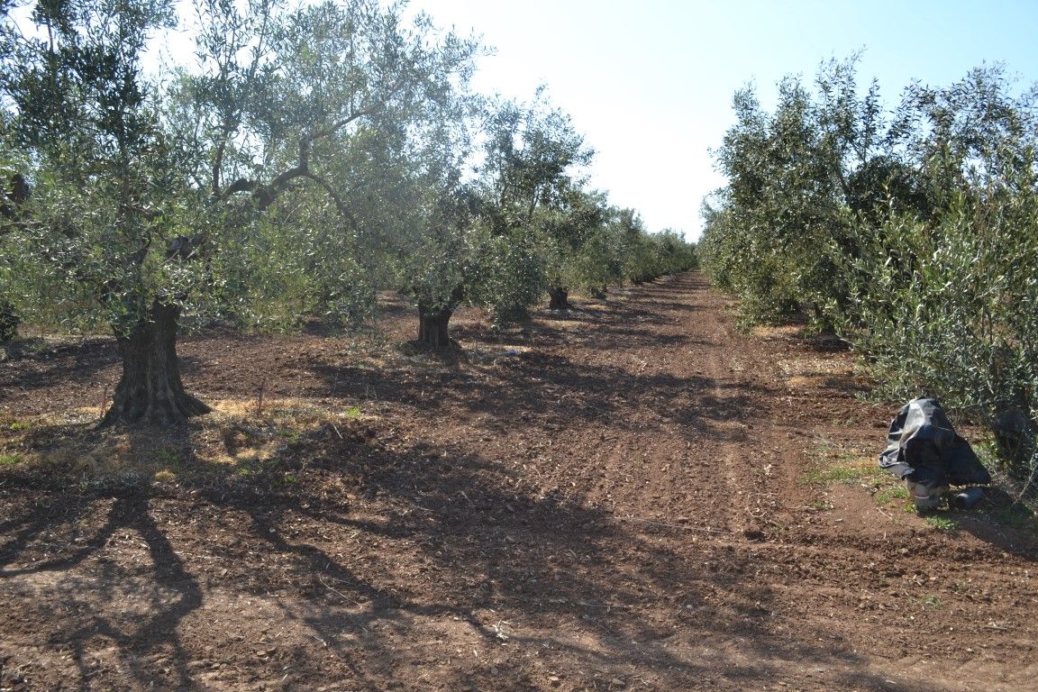 Grundstück in Chalkidiki, Griechenland, 5 000 m² - Foto 1