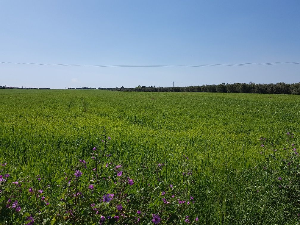 Grundstück in Chalkidiki, Griechenland, 16 856 m² - Foto 1