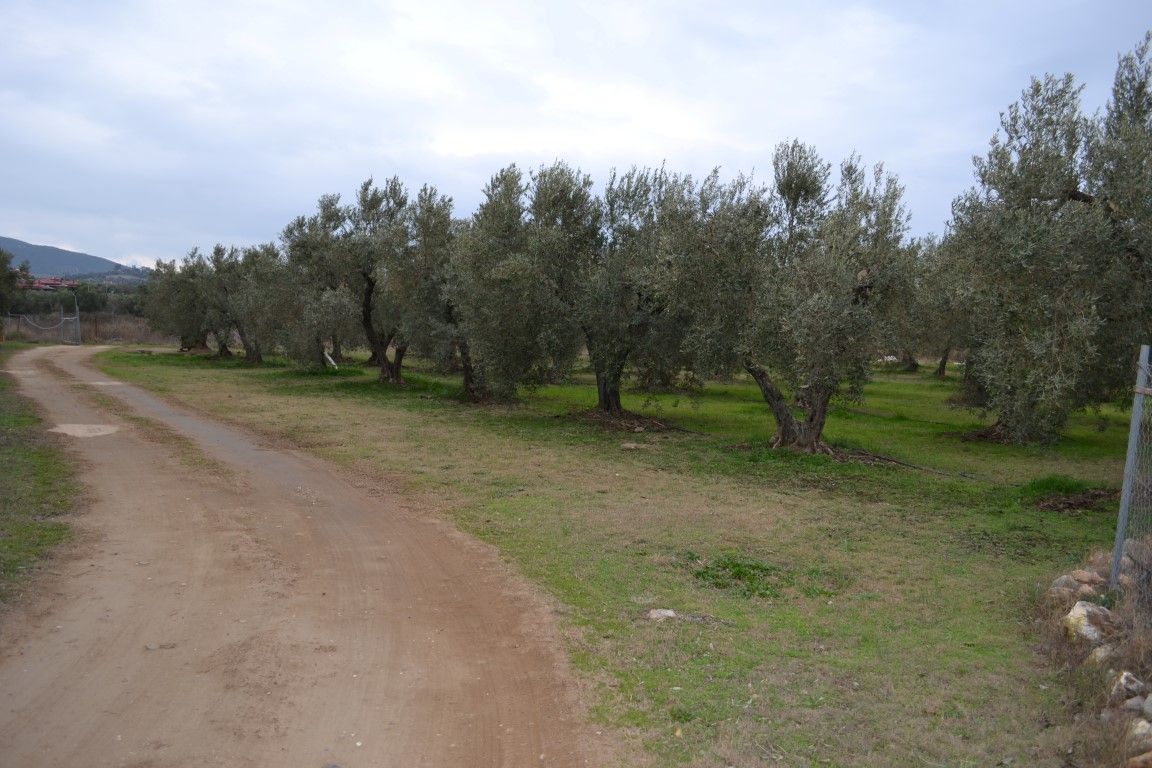 Terreno en Sitonia, Grecia, 2 700 m² - imagen 1